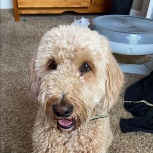 Meet your Posher, Cole